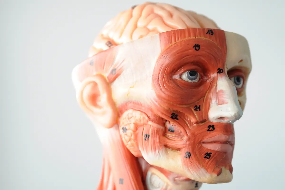 Facial Anatomy