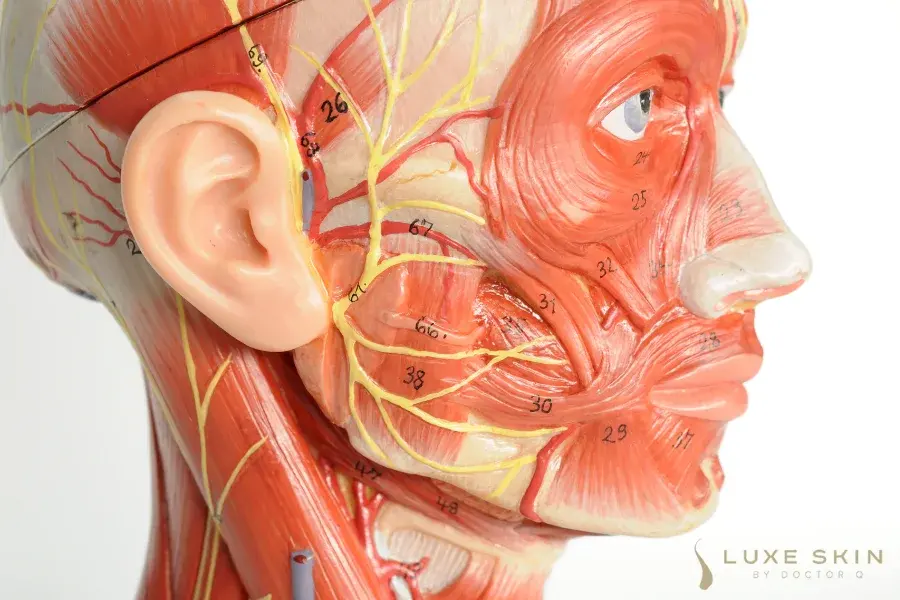Facial Anatomy explained